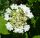 Kányabangita - Viburnum opulus