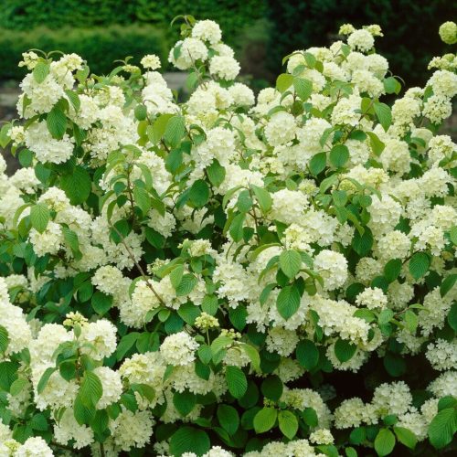 Kányabangita - Viburnum opulus