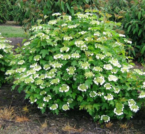Kányabangita  -  Viburnum opulus ‘Compactus’