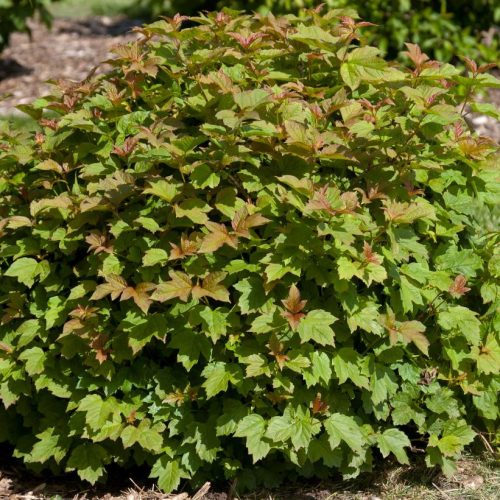 Törpe kányabangita - Viburnum opulus ‘Nanum’