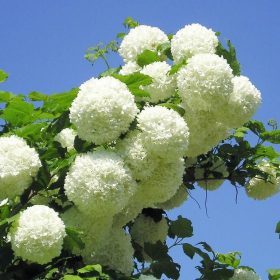 Labdarózsa – Viburnum opulus ‘Roseum’