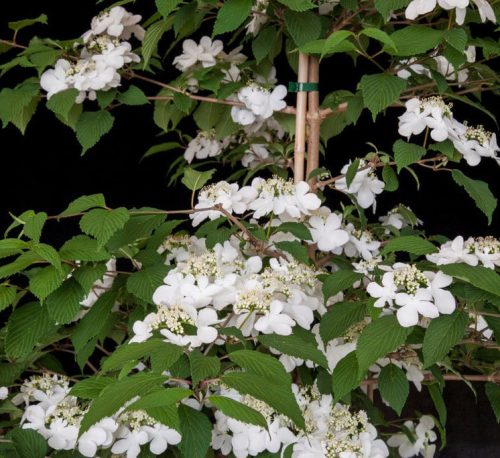 Redőslevelű bangita - Viburnum plicatum ‘Kilimandzsaro’