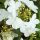 Redőslevelű bangita - Viburnum plicatum 