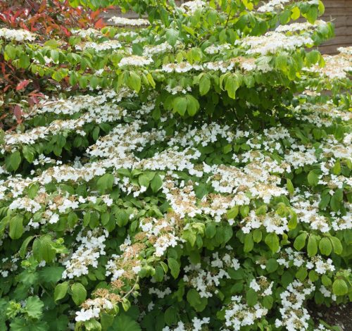 Redőslevelű bangita - Viburnum plicatum 