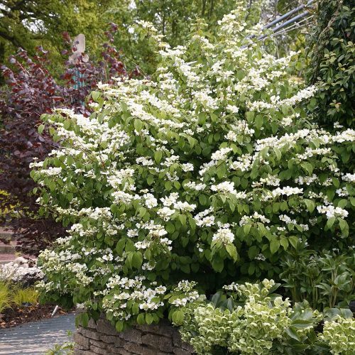 Redőslevelű bangita - Viburnum plicatum 'Tomentosum'