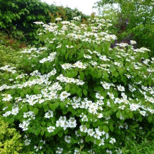 Redőslevelű bangita - Viburnum plicatum 'Watanabe'