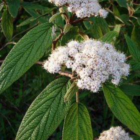 Ráncoslevelű bangita -  Viburnum rhytidophyllum