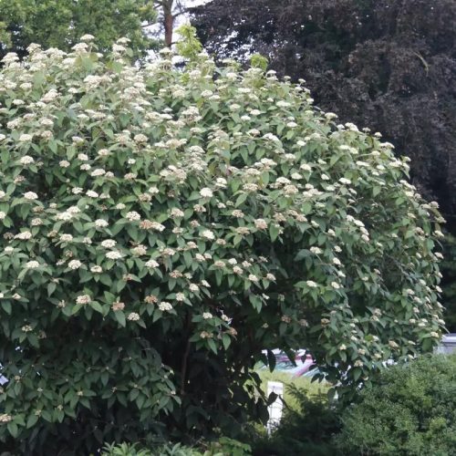 Ráncoslevelű bangita -  Viburnum x rhytidophylloides 'Willowwood'