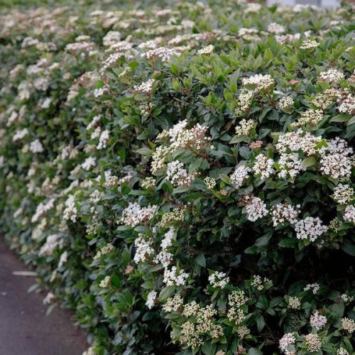 Téli bangita - Viburnum tinus