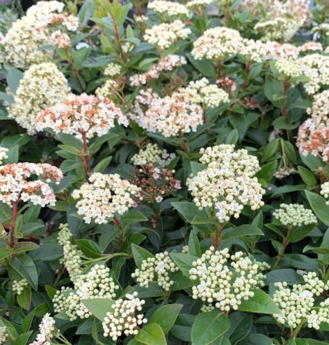 Téli bangita - Viburnum tinus ‘Eve Price’