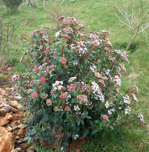 Téli bangita - Viburnum tinus 'Gwenllian'