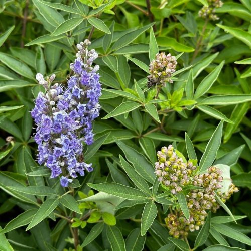 Illatos barátcserje – Vitex agnus-castus