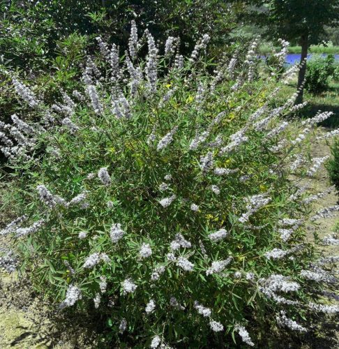 Fehér virágú barátcserje – Vitex agnus-castus 'Alba'