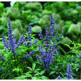   Törpe barátcserje – Vitex agnus-castus 'Blue Diddley'