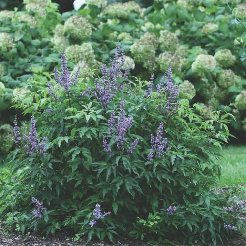 Törpe barátcserje – Vitex agnus-castus 'Blue Diddley'