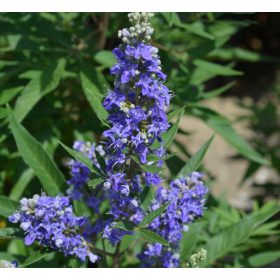 Törpe barátcserje - Vitex agnus-castus ‘Blue Puffball’