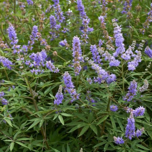 Törpe barátcserje - Vitex agnus-castus ‘Blue Puffball’