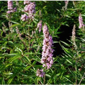   Illatos barátcserje - Vitex agnus-castus ‘Galactic Pink’
