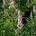 Illatos barátcserje - Vitex agnus-castus ‘Galactic Pink’