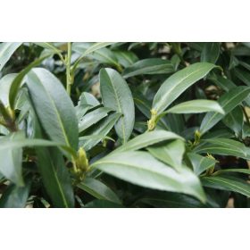   Babérmeggy ’Caucasica’ fajta - Prunus laurocerasus ’Caucasica’