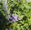 Illatos barátcserje - Vitex agnus-castus ‘Laciniata’