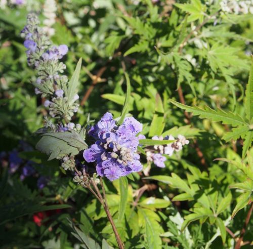 Illatos barátcserje - Vitex agnus-castus ‘Laciniata’
