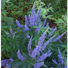 llatos barátcserje - Vitex agnus-castus ‘Latifolia’