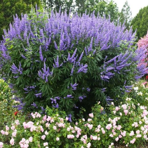 llatos barátcserje - Vitex agnus-castus ‘Latifolia’