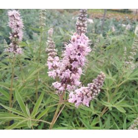   Illatos barátcserje – Vitex agnus-castus 'Pink Pinnacle'