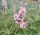 Illatos barátcserje – Vitex agnus-castus 'Pink Pinnacle'