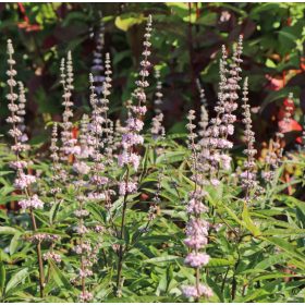   Illatos barátcserje – Vitex agnus-castus 'Santamaria'