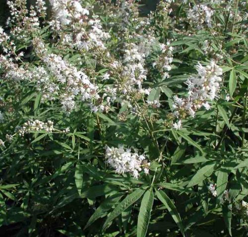 Illatos barátcserje – Vitex agnus-castus 'Silver Spire'