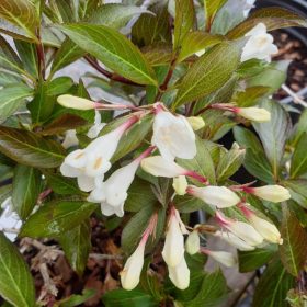    Rózsalonc 'Black and White' fajta - Weigela 'Black and White'
