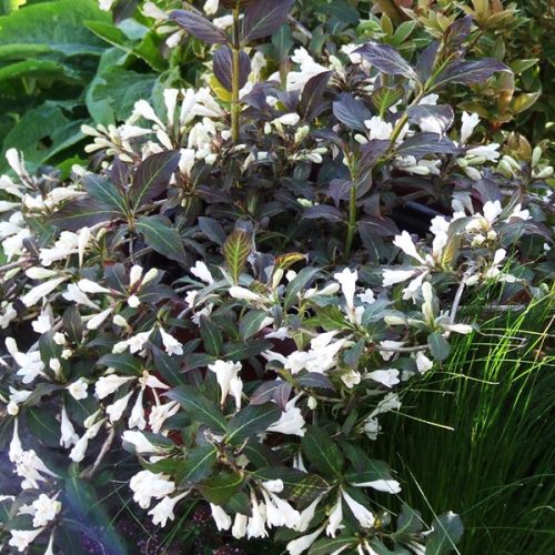 Rózsalonc 'Black and White' fajta - Weigela 'Black and White'