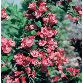   Rózsalonc ‘Bristol Ruby’ fajta - Weigela ‘Bristol Ruby’