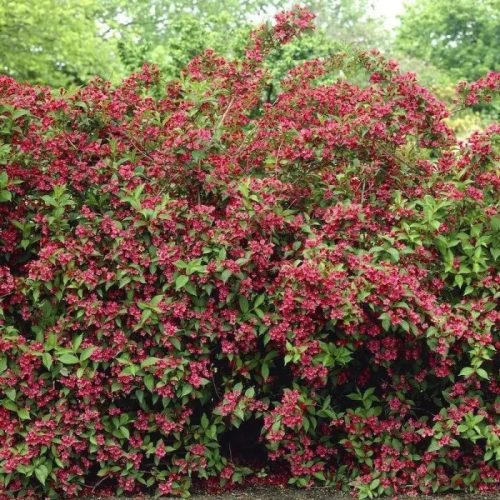 Rózsalonc ‘Bristol Ruby’ fajta - Weigela ‘Bristol Ruby’