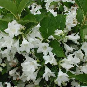   Rózsalonc 'Candida' fajta - Weigela 'Candida'