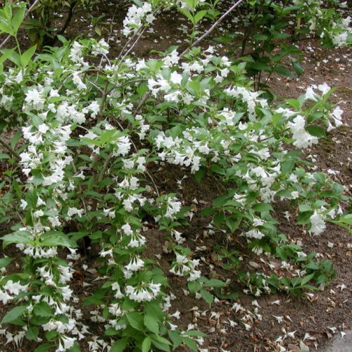 Rózsalonc 'Candida' fajta - Weigela 'Candida'