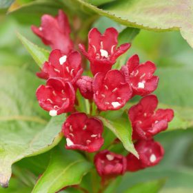   Rózsalonc ‘Cherry Love’ fajta - Weigela ‘Cherry Love’