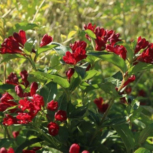 Rózsalonc ‘Cherry Love’ fajta - Weigela ‘Cherry Love’