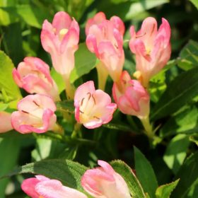   Rózsalonc ‘All Summer Peach’ fajta - Weigela ‘All Summer Peach’