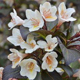   Rózsalonc 'Ebony and Ivory' fajta - Weigela 'Ebony and Ivory'