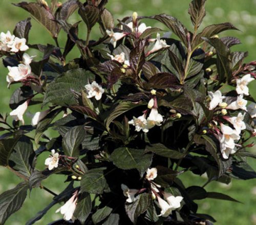 Rózsalonc 'Ebony and Ivory' fajta - Weigela 'Ebony and Ivory'