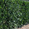 Babérmeggy ’Caucasica’ fajta - Prunus laurocerasus ’Caucasica’