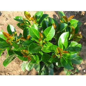   Babérmeggy ’Etna’ fajta - Prunus laurocerasus ’Etna’