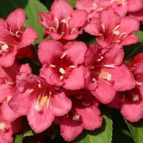   Rózsalonc 'Eva Rathke' fajta - Weigela 'Eva Rathke'