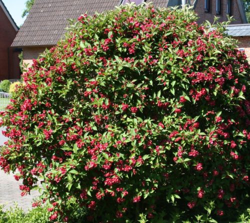Rózsalonc 'Eva Rathke' fajta - Weigela 'Eva Rathke'