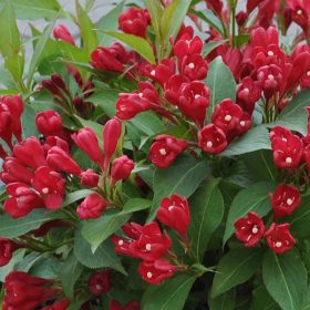   Rózsalonc 'All Summer Red' fajta - Weigela 'All Summer Red'