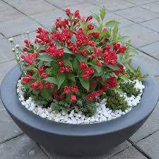 Rózsalonc 'All Summer Red' fajta - Weigela 'All Summer Red'