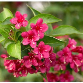   Rózsalonc 'Evita' fajta - Weigela 'Evita'
